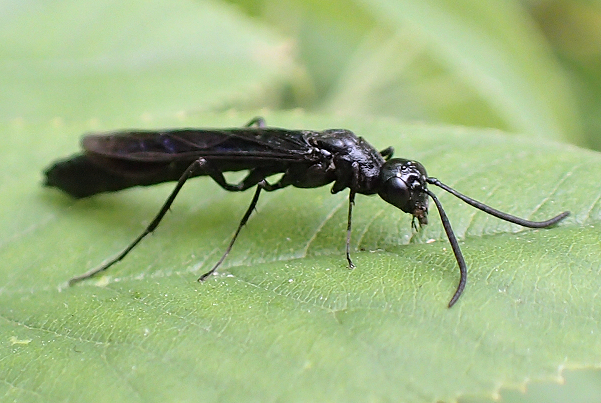 Phylloecus trimaculatus (Rose Shoot Sawfly)