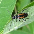 Cerambycidae