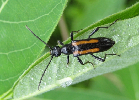 Strangalepta abbreviata (Strangalepta Flower Longhorn)