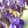Chalcididae