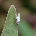 Chamaemyiidae