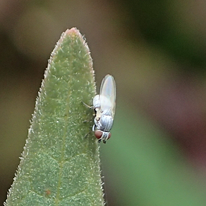 Family Chamaemyiidae (Aphid Flies)