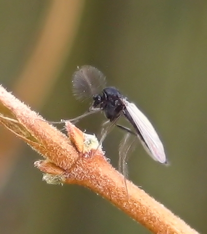Family Chironomidae (Non-biting Midges)
