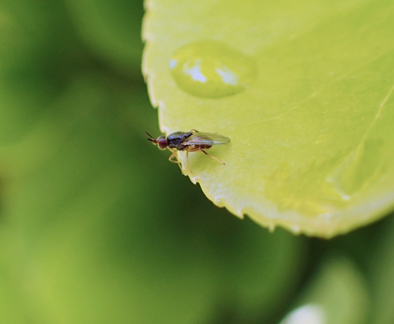 Genus Elachiptera