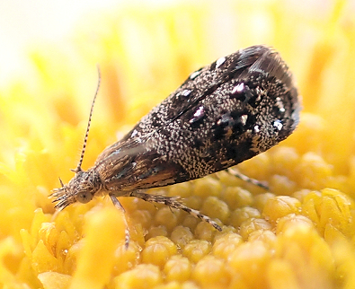 Family Choreutidae (Metalmark Moths)
