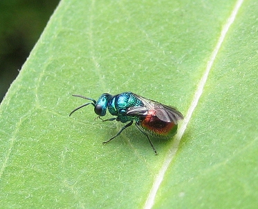 Pseudomalus auratus