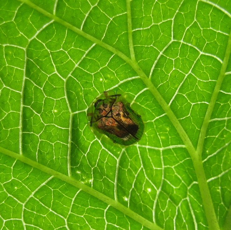 Charidotella sexpunctata (Golden Tortoise Beetle)