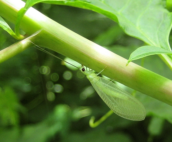 Family Chrysopidae (Green Lacewings)