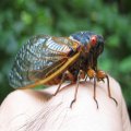 Cicadidae