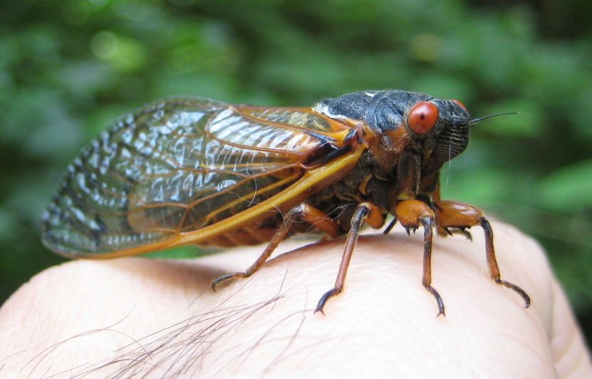 Genus Magicicada (Periodical Cicadas)