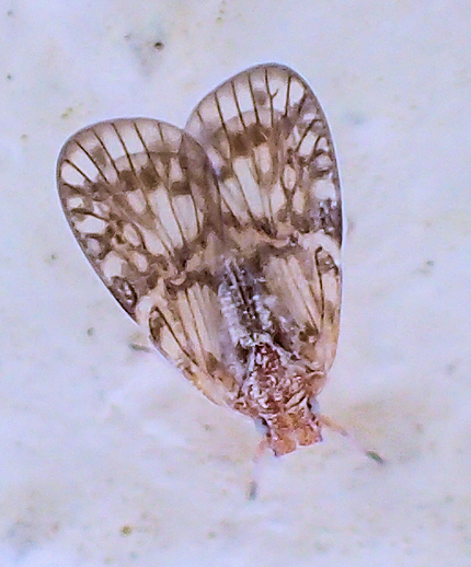 Genus Bothriocera