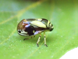 Clastoptera proteus (Dogwood Spittlebug)