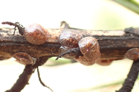 Toumeyella pini (Striped Pine Scale)