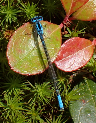 Enallagma aspersum (Azure Bluet)