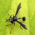 Conopidae