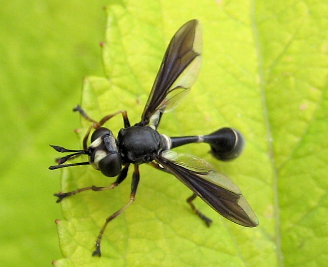 Physocephala tibialis