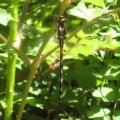 Cordulegastridae