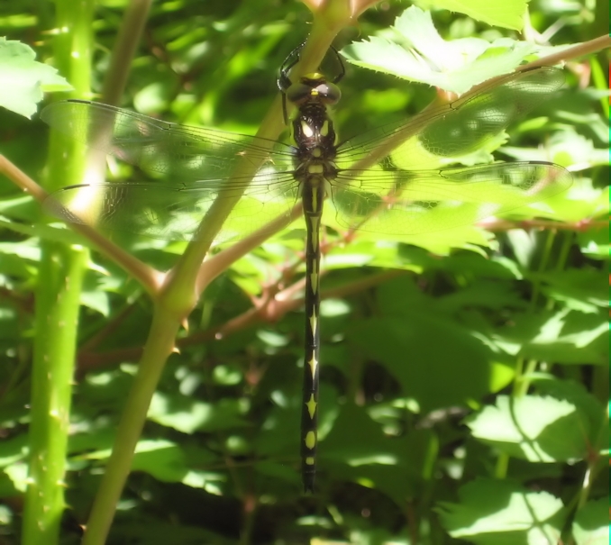 Zoraena obliqua (Arrowhead Spiketail)
