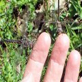 Corduliidae