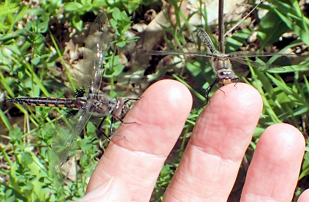 Genus Epitheca (Baskettails)