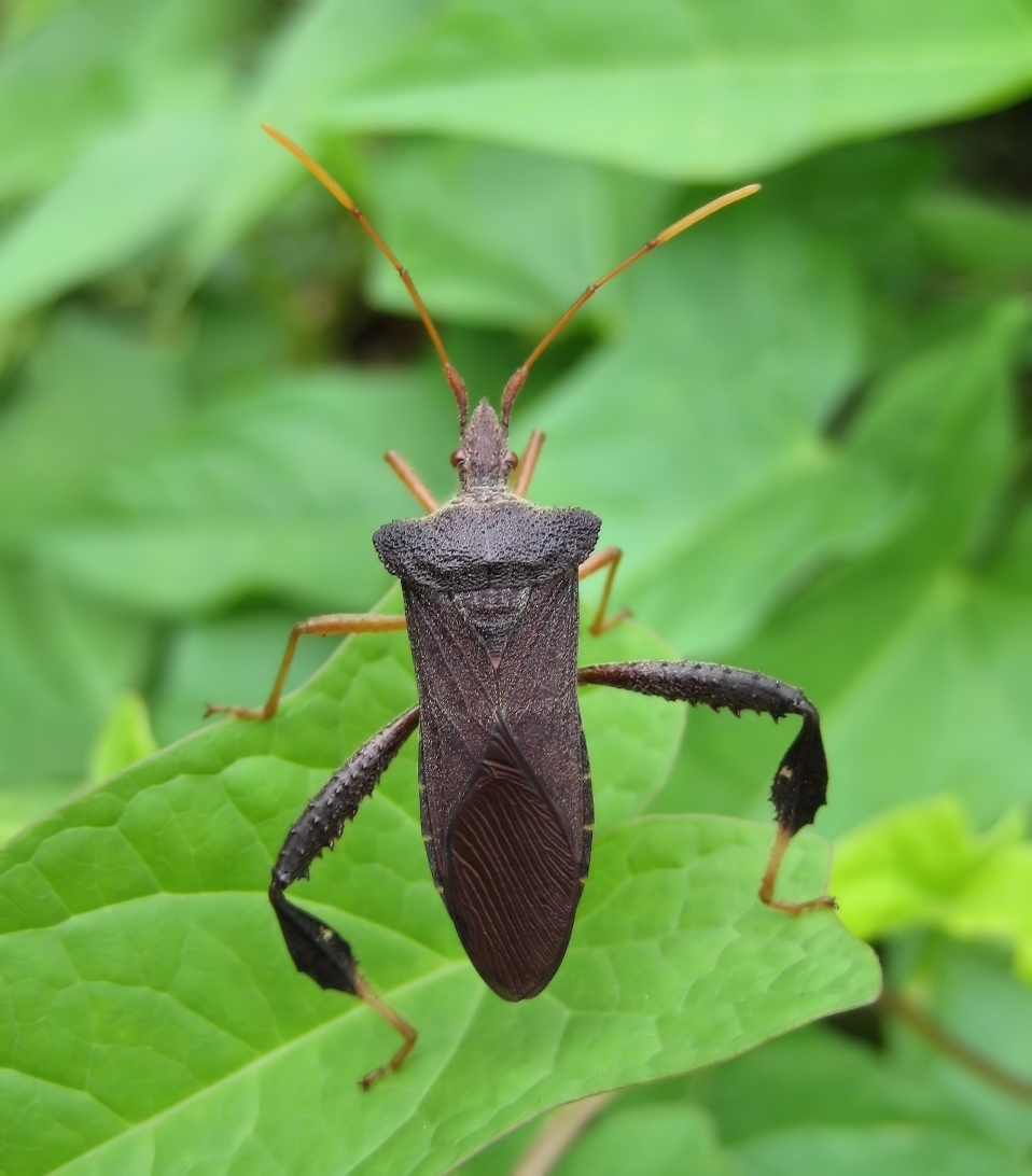 Leptoglossus fulvicornis (Magnolia Leaf-footed Bug)