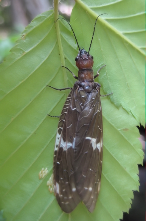 Genus Nigronia (Dark Fishflies)