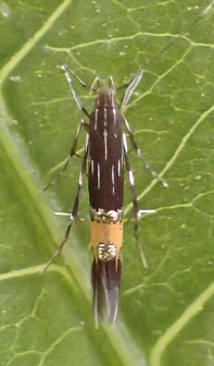 Genus Cosmopterix