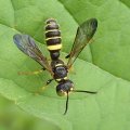 Crabronidae