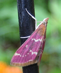 Pyrausta signatalis (Raspberry Pyrausta Moth)