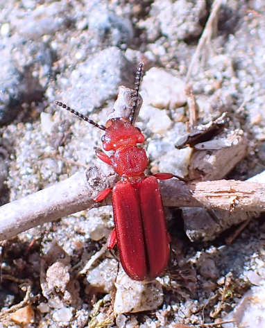 Cucujus clavipes (Red Flat Bark Beetle)