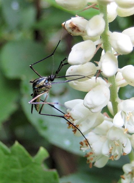Toxorhynchites rutilus (Elephant Mosquito)