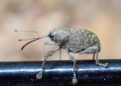 Genus Curculio (Nut and Acorn Weevils)