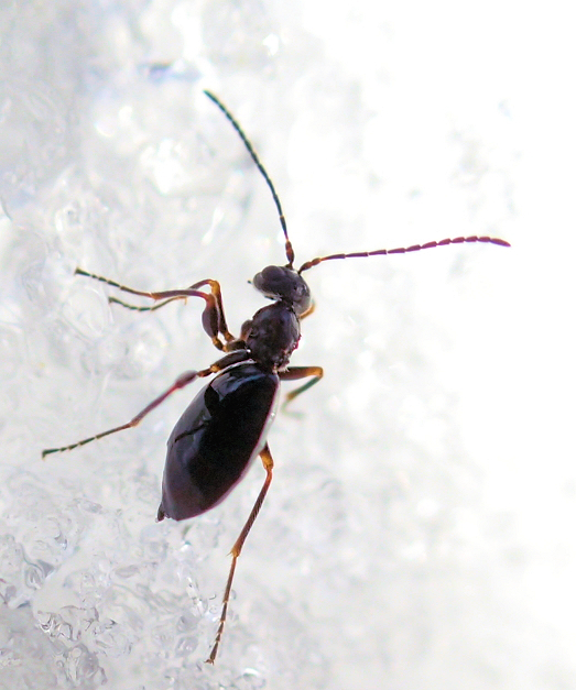 Family Cynipidae (Gall Wasps)