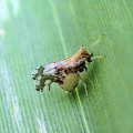 Delphacidae