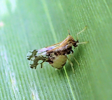 Liburniella ornata (Ornate Delphacid Planthopper)