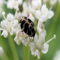 Dermestidae