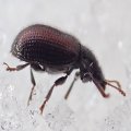 Derodontidae