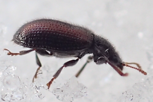 Laricobius rubidus