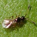Diapriidae