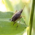 Dictyopharidae