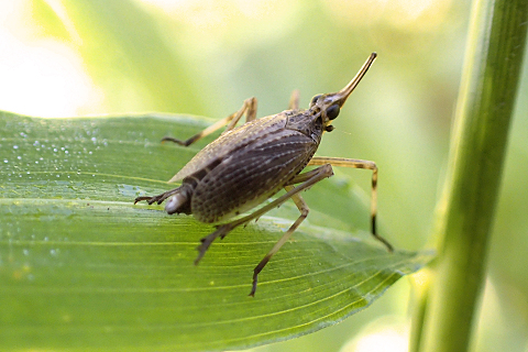 Genus Scolops