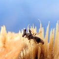 Diopsidae
