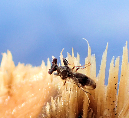 Sphyracephala brevicornis