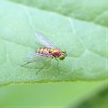 Dolichopodidae