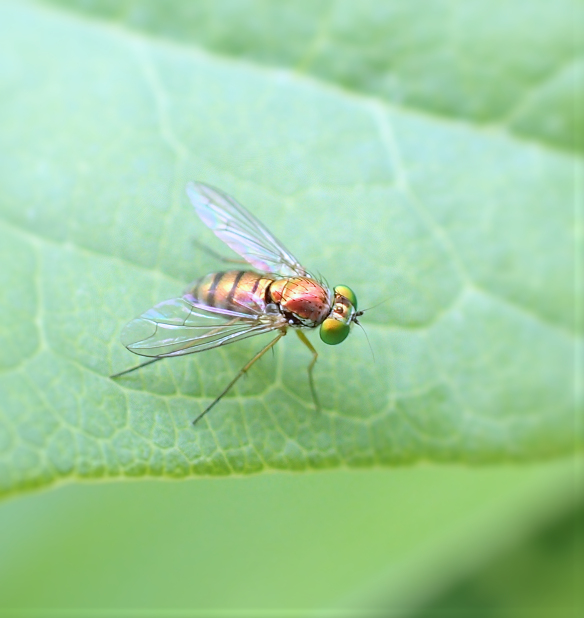 Family Dolichopodidae (Long-legged Flies)