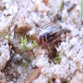 Dytiscidae