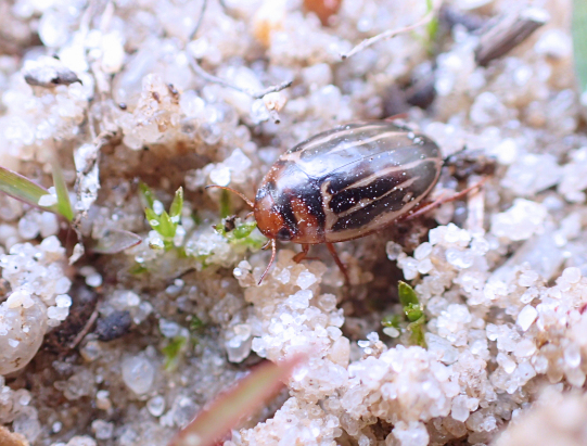 Agabus taeniolatus