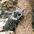 Elateridae