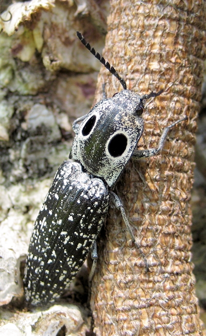Alaus oculatus (Eastern Eyed Click Beetle)