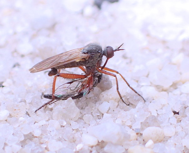 Genus Empis